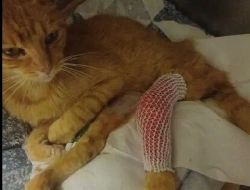 Garfield, il gatto trovato paralizzato vicino al gattile: il Rifugio Amici delle Albisole chiede aiuto
