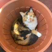 Savona, il quartiere di Legino si mobilita per Micia: la gatta che i proprietari non trovano più