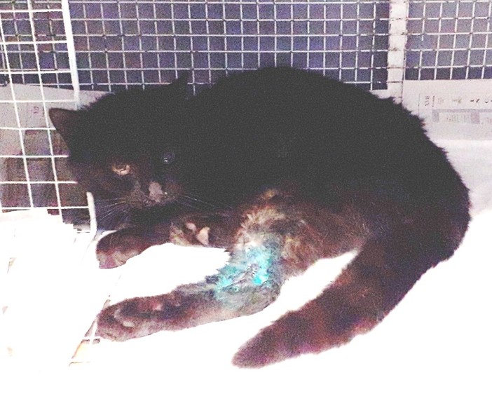 Gatto investito a Giusvalla: soccorso dall'Enpa