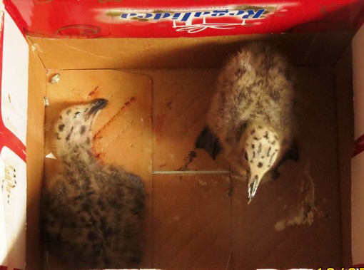 L'ENPA di Savona: "Perché fanno paura i gabbiani?"