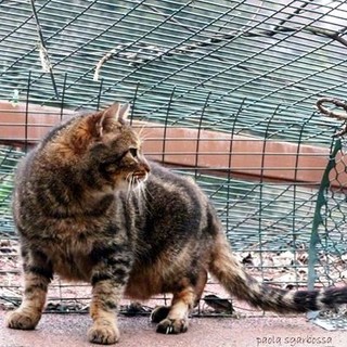 Vita dura per gatti e gattari nolesi