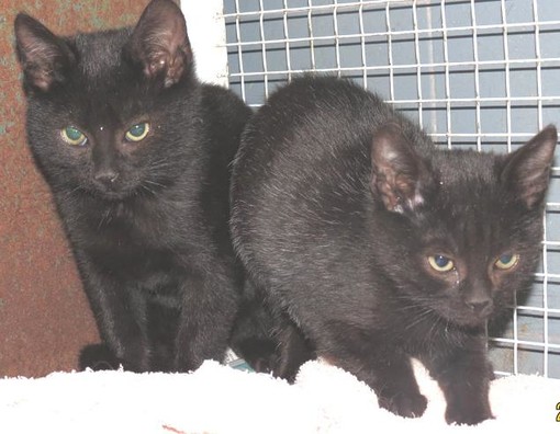 Due gattini orfani, l'Enpa gli cerca nuova casa