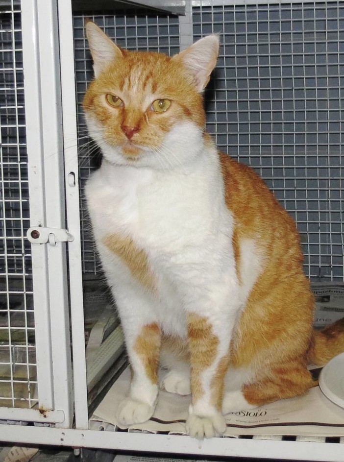 Gatto rosso e affettuoso attende di essere adottato: l'appello dell'Enpa Gatto rosso e affettuoso attende di essere adottato: l'appello dell'Enpa
