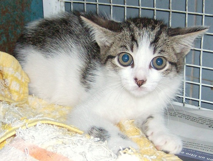 Il gattino di via Buozzi;