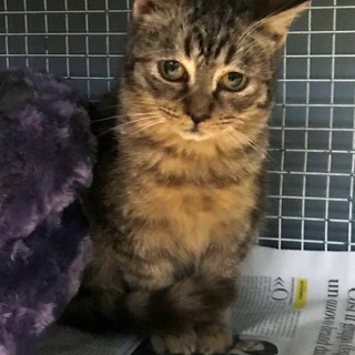 L'appello dell'Enpa: "Gattino di tre mesi cerca casa"