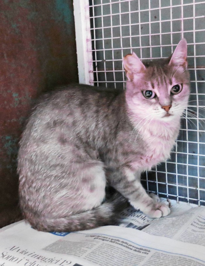 Gattini vittime di doppio abbandono a Celle cercano una nuova casa Gattini vittime di doppio abbandono a Celle cercano una nuova casa