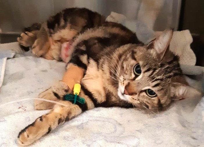 Gatta investita a Savona, l'Enpa lancia l'appello per raccogliere fondi per le spese veterinarie