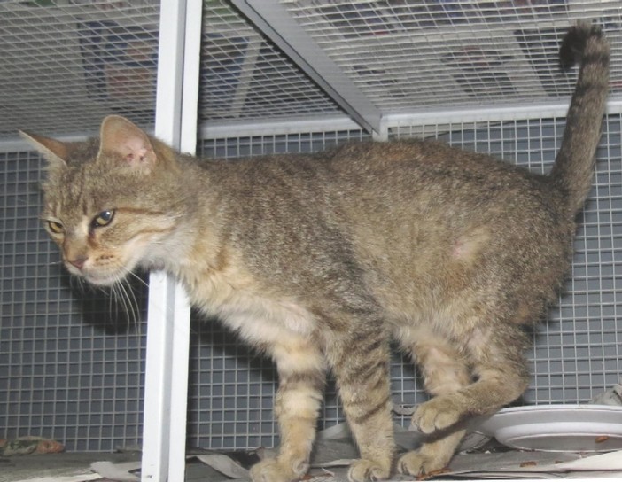 Stella, chi ha perso questa gatta? Stella, chi ha perso questa gatta?