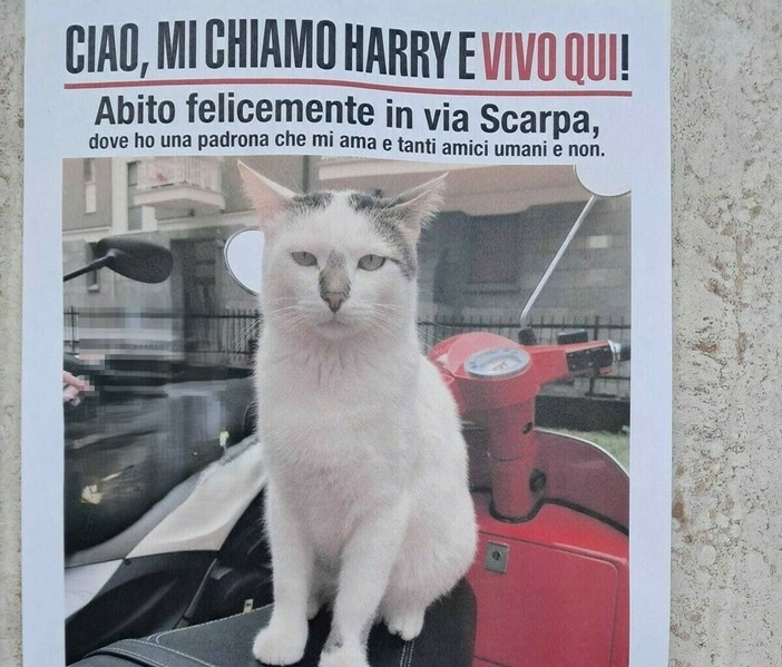 Savona, Harry è tornato a casa, un lieto fine per il gatto simbolo dell’Oltreletimbro