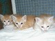 I gattini abbandonati