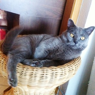 Loano: gatta scomparsa, l'appello per ritrovarla