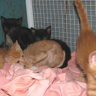 Varazze: gatti abbandonati in una scatola