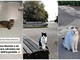 Savona, Romeo vs Harry vs Ronnie: i gatti re della città che “si contendono” i social a colpi di selfie
