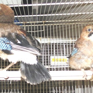 Alla scoperta dei rifugi di animali: tanti appuntamenti con l'Enpa anche a Savona