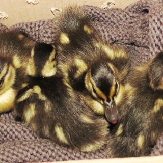 Nidiata di piccoli germani soccorsi dall'Enpa di Savona Nidiata di piccoli germani soccorsi dall'Enpa di Savona