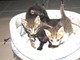Savona, quattro gattini cercano una nuova mamma Savona, quattro gattini cercano una nuova mamma