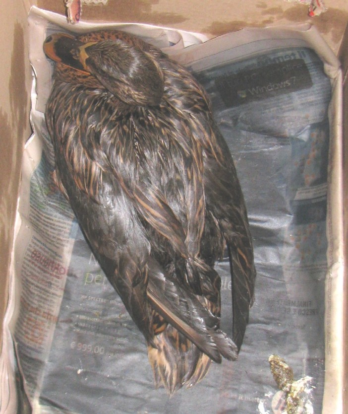 Gasolio nel rio Carenda, situazione sempre grave per gli animali