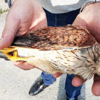 Enpa "Bracconaggio a Millesimo, gheppio atterrato da una fucilata"