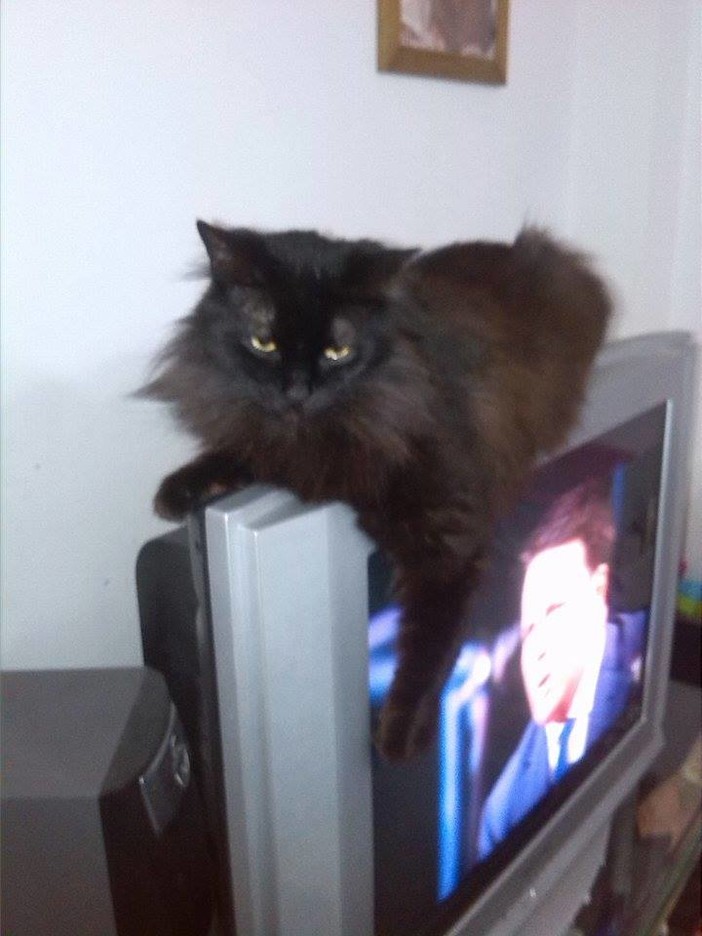 Savona, chi ha visto questo gatto?