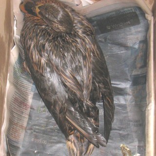 Gasolio nel rio Carenda, situazione sempre grave per gli animali