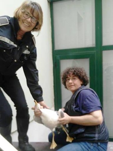 Spotorno, gabbiano reale rimane imprigionato. L'Enpa: "I cortili sono trappole per i volatili"