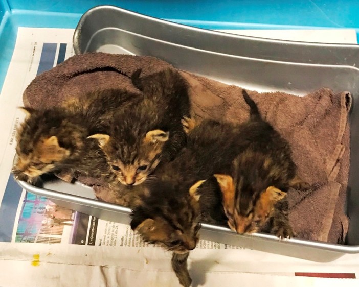 Emergenza gattini abbandonati, l'Enpa lancia un appello per "mamme" in prestito