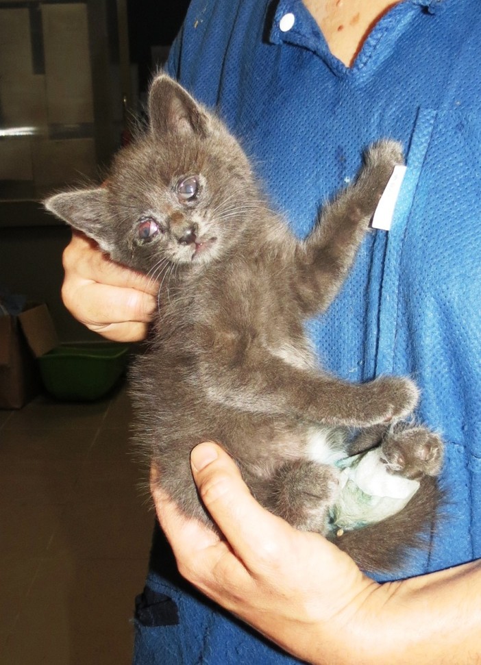 Micino incastrato in un motore a Finale, salvato dai vigili del fuoco