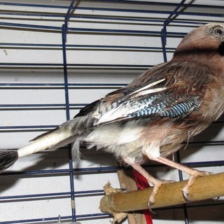 Alcuni colombi, una ghiandaia e un gabbiano cercano casa: l'appello dell'Enpa