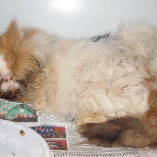 Savona, gatto maltrattato abbandonato dentro una scatola chiusa con il nastro adesivo