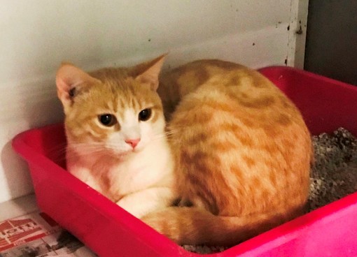 L'appello dell'Enpa: "Gatto cerca casa"