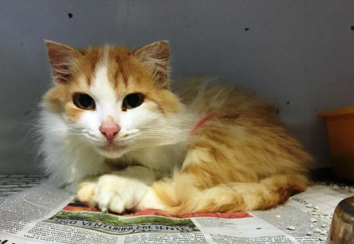 Savona: dolcissima gatta cerca casa