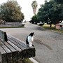 Savona, il quartiere vuole ricordare Romeo il "re" di Zinola con una targa Savona, il quartiere vuole ricordare Romeo il "re" di Zinola con una targa