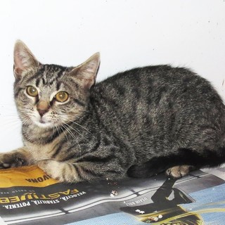Appello: "adozione del cuore" per un gattino a Savona