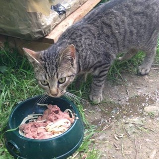 Un aiuto per le colonie feline di Savona, domani la raccolta cibo