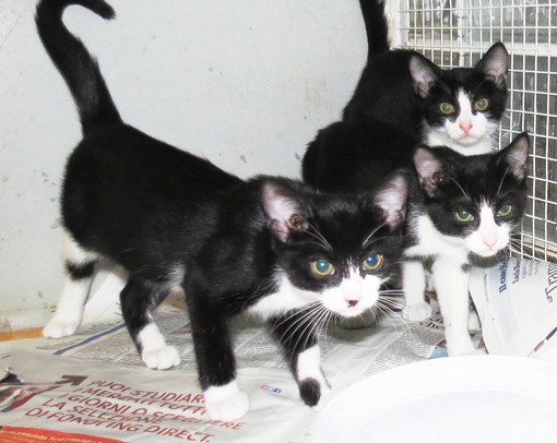 Sassello, tre gatti abbandonati in un cesto lungo la strada Sassello, tre gatti abbandonati in un cesto lungo la strada