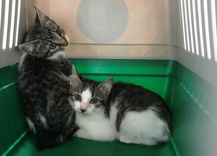 "Non li vogliamo": due gattini abbandonati sulle alture di Savona
