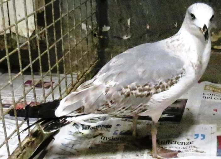 Attrezzi da pesca abbandonati sulla spiaggia, gabbiano gravemente ferito