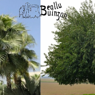 Albenga ringrazia l’Associazione Beallu Buinzan per la donazione di quattro alberi di gelso Albenga ringrazia l’Associazione Beallu Buinzan per la donazione di quattro alberi di gelso