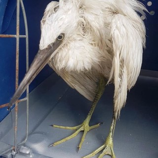 Cairo, cade dopo il temporale, garzetta muore nonostante il soccorso dell'Enpa