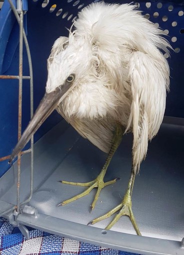 Cairo, cade dopo il temporale, garzetta muore nonostante il soccorso dell'Enpa Cairo, cade dopo il temporale, garzetta muore nonostante il soccorso dell'Enpa