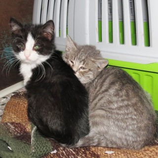 Valleggia, l'appello dell'Enpa: "Colonia felina in difficoltà"