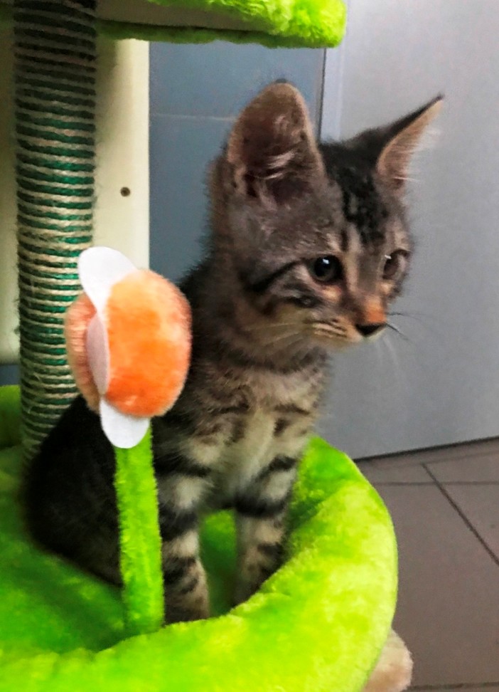 L'appello dell'Enpa: "Gattino cerca casa"