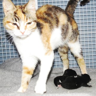 Savona, cucciolata di micini abbandonata trova una nuova mamma gatta