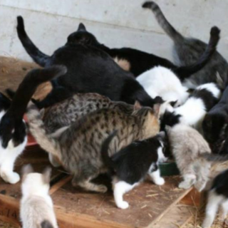 Le bottiglie di plastica diventano crocchette con il progetto di Kronos "Ricicla con noi"