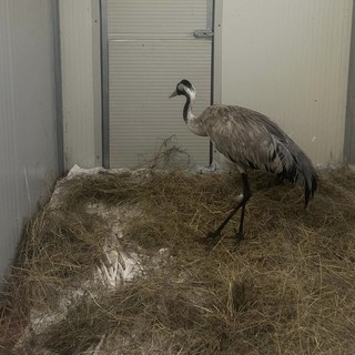 Alassio, Enpa recupera una gru cenerina sugli scogli: "E' stremata e molto debole, cercheremo di rimetterla in forma" (FOTO) Alassio, Enpa recupera una gru cenerina sugli scogli: "E' stremata e molto debole, cercheremo di rimetterla in forma" (FOTO)