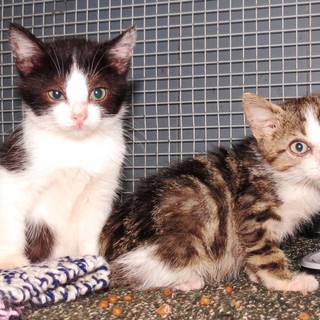 A Savona i gattini del "Tribunale" cercano casa