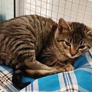 L'appello dell'Enpa: "Gattino di pochi mesi cerca casa" (FOTO)