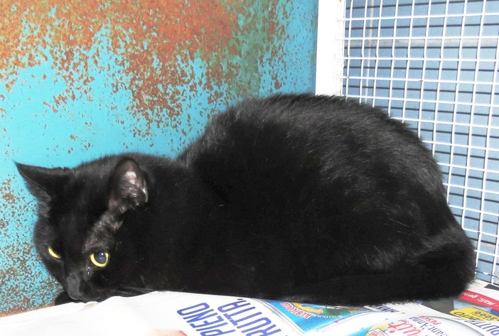 Savona: padrone morto, gatta sconvolta in cerca di famiglia