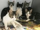 Savona, una cucciolata di cinque gattini cerca casa Savona, una cucciolata di cinque gattini cerca casa