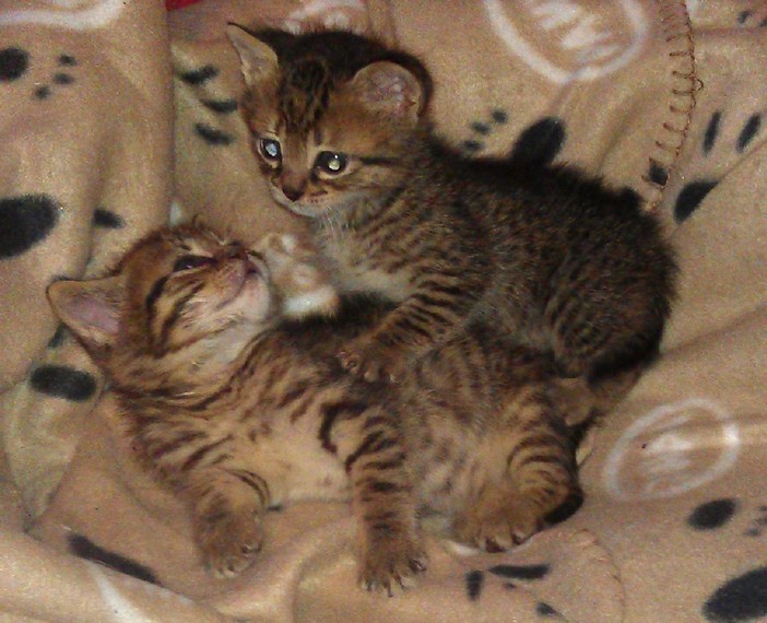 A Savona gattini abbandonati dalla mamma cercano casa